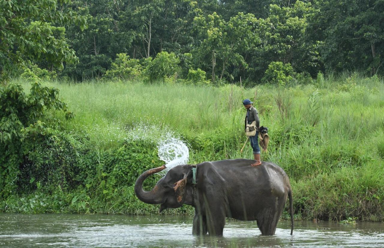 Eden jungle resort Sauraha Exterior foto