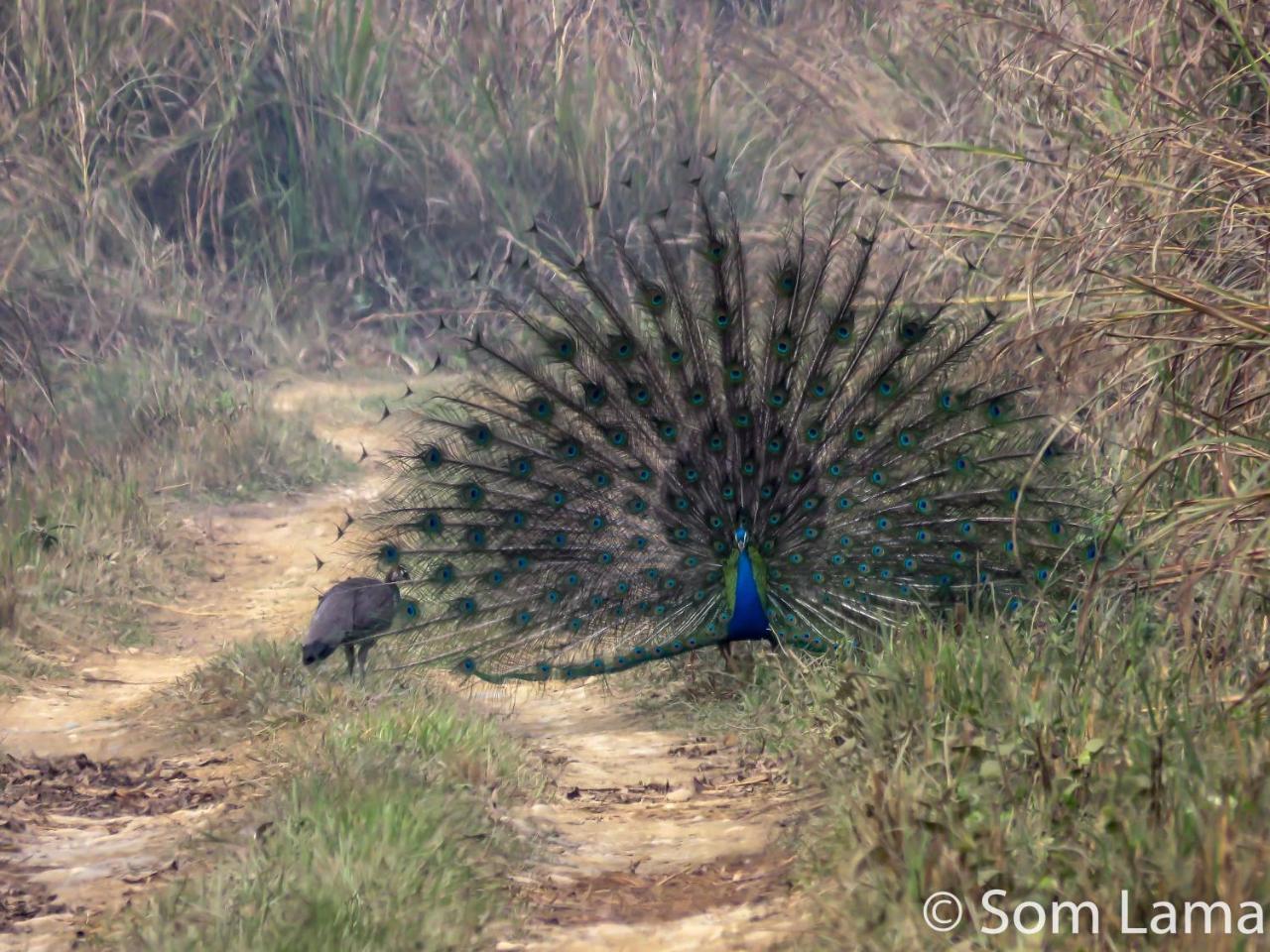 Eden jungle resort Sauraha Exterior foto